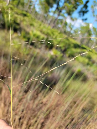 Eragrostis refracta, photographed by Jay Horn