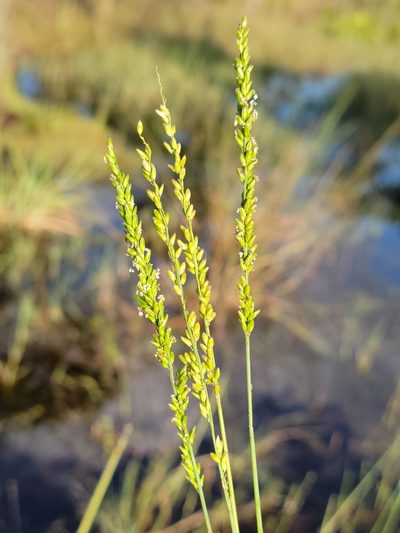 Sacciolepis striata, photographed by Jay Horn