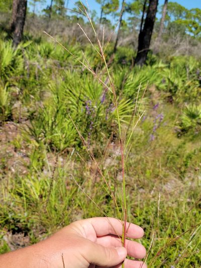 Andropogon stolonifer, photographed by Jay Horn