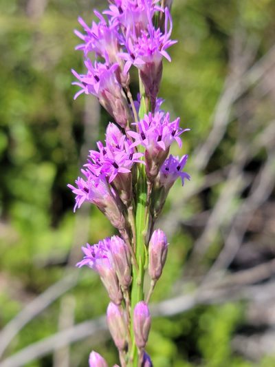 Liatris laevigata, photographed by Jay Horn