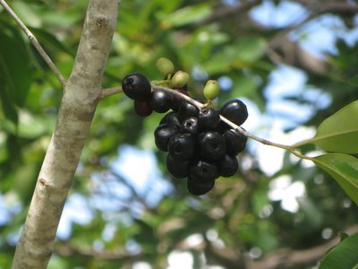 Syzygium cumini, photographed by Ben Machado