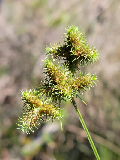 Fuirena breviseta, photographed by Jay Horn