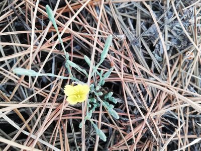 Lactuca viminea, photographed by Татьяна Максимова