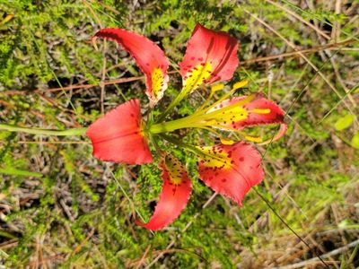 Lilium catesbaei, photographed by Jay Horn
