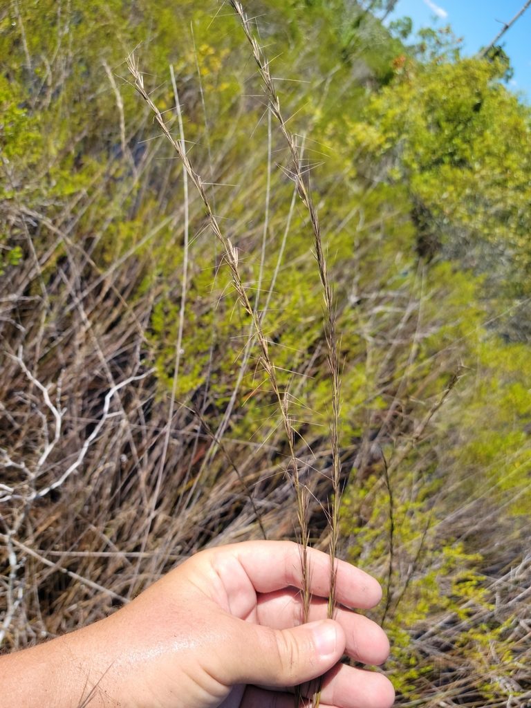 Aristida palustris, photographed by Jay Horn