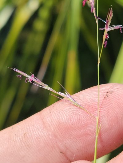 Triplasis americana, photographed by Jay Horn