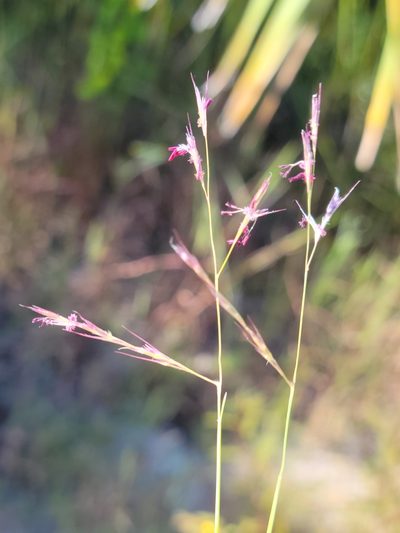 Triplasis americana, photographed by Jay Horn