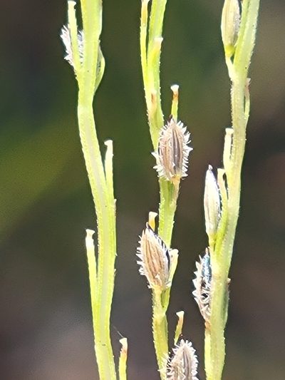 Digitaria filiformis, photographed by Jay Horn