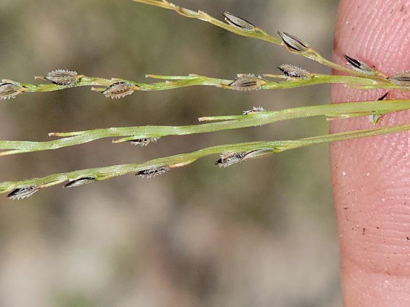 Digitaria filiformis, photographed by Jay Horn