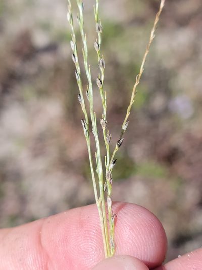Digitaria filiformis, photographed by Jay Horn