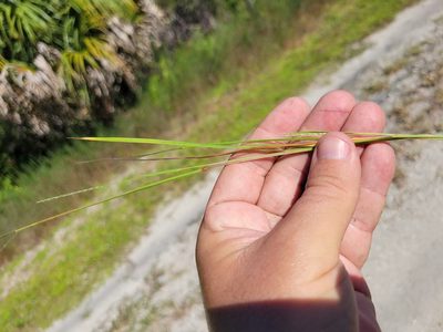 Digitaria filiformis, photographed by Jay Horn
