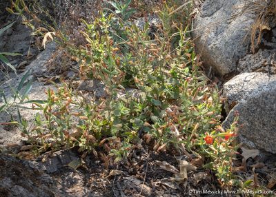 Erythranthe cardinalis, photographed by Tim Messick
