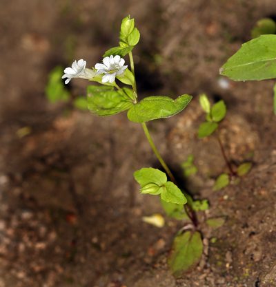 Erythranthe inconspicua, photographed by Steve Matson