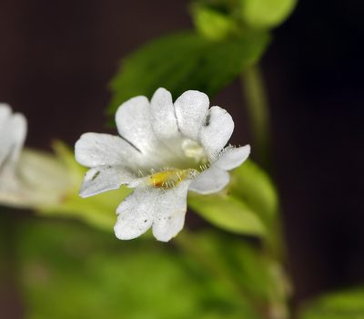 Erythranthe inconspicua, photographed by Steve Matson