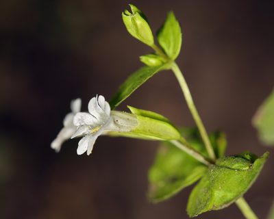 Erythranthe inconspicua, photographed by Steve Matson
