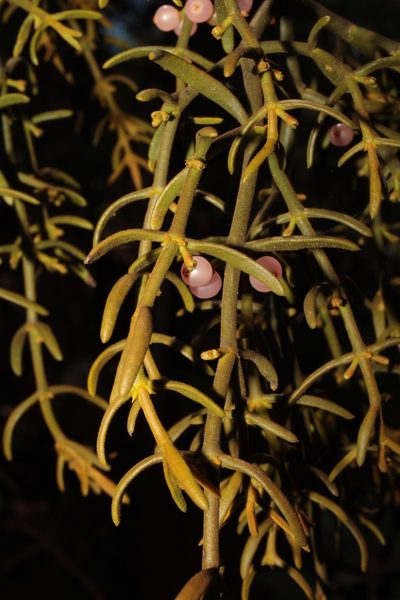 Phoradendron bolleanum, photographed by Arturo Castro Castro