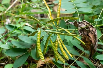 Senna hebecarpa, photographed by Jay Brasher