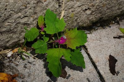 Chenopodium giganteum, photographed by Patrick Hacker