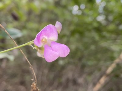 Phaseolus texensis, photographed by Reid Hardin