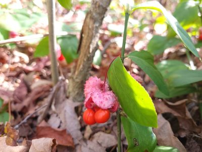 Euonymus obovatus, photographed by Sabrina Friesen