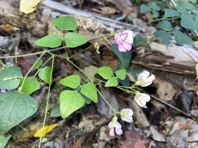 Phaseolus texensis, photographed by Reid Hardin