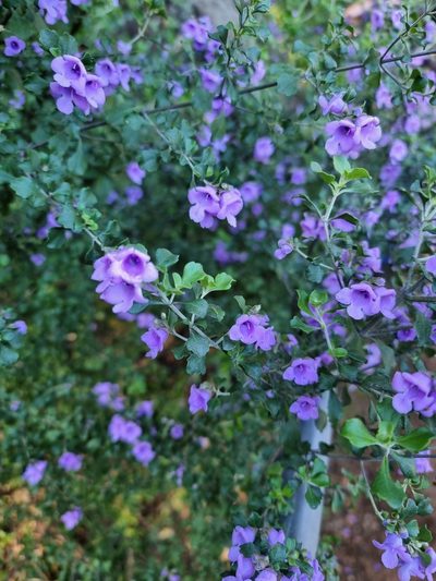 Prostanthera rotundifolia, photographed by Ink-Kawinwit Kittipalawattanapol