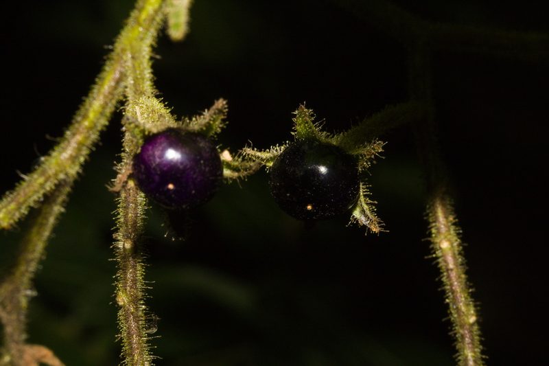 Solanum concinnum, photographed by Fernando Sessegolo