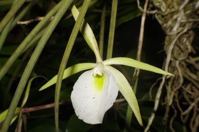 Brassavola tuberculata, photographed by Fernando Sessegolo
