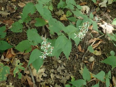 Eurybia divaricata, photographed by Lynn Harper