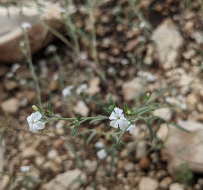 Euploca tenella, photographed by mattmsa
