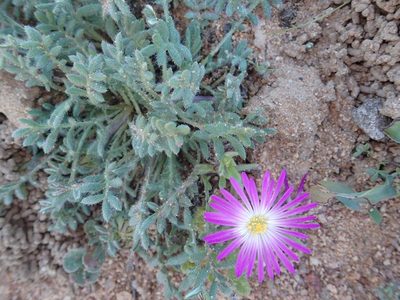 Cleretum hestermalense, photographed by Peter Warren