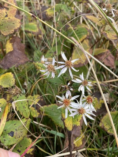 Eurybia chlorolepis, photographed by Brandon Wheeler