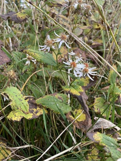 Eurybia chlorolepis, photographed by Brandon Wheeler
