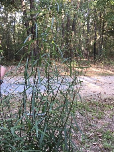 Helianthus simulans, photographed by Becky Dill