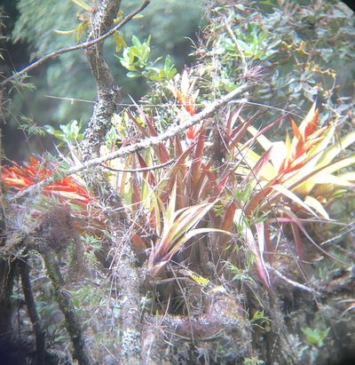 Tillandsia confinis, photographed by Skjold Søndergaard