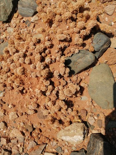Tephrocactus molinensis, photographed by aacocucci