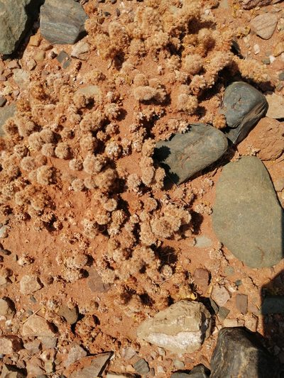 Tephrocactus molinensis, photographed by aacocucci