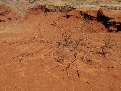 Plectrocarpa rougesii, photographed by aacocucci