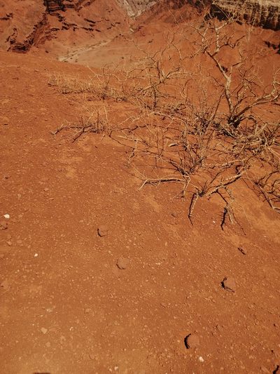 Plectrocarpa rougesii, photographed by aacocucci