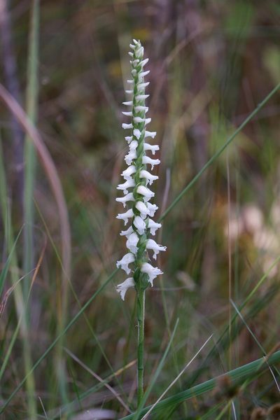 Spiranthes bightensis, photographed by Bonnie Semmling