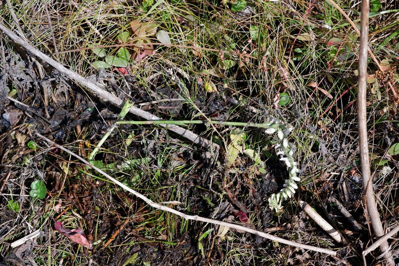 Spiranthes bightensis, photographed by Bonnie Semmling