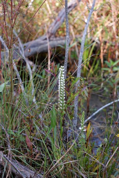 Spiranthes bightensis, photographed by Bonnie Semmling