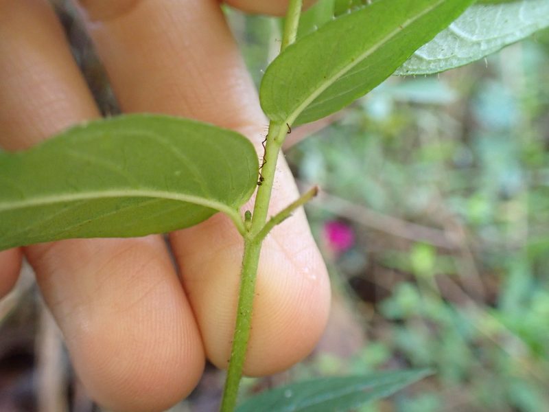 Cuphea cordata, photographed by Skjold Søndergaard