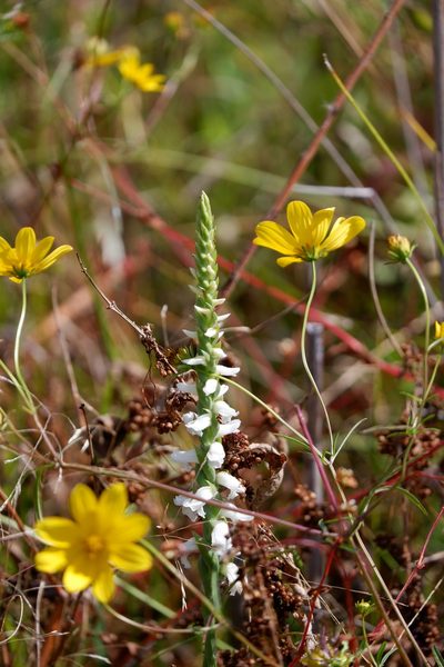 Spiranthes bightensis, photographed by Bonnie Semmling