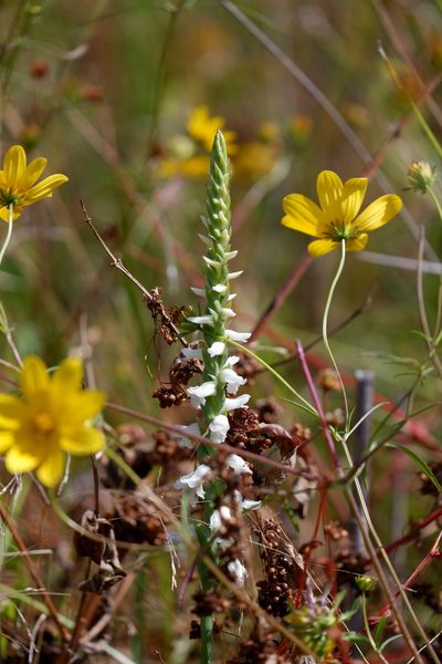 Spiranthes bightensis, photographed by Bonnie Semmling