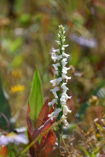 Spiranthes bightensis, photographed by Bonnie Semmling