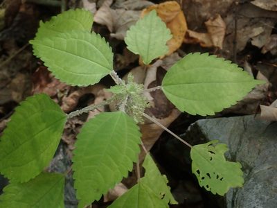 Pilea pumila, photographed by Lynn Harper