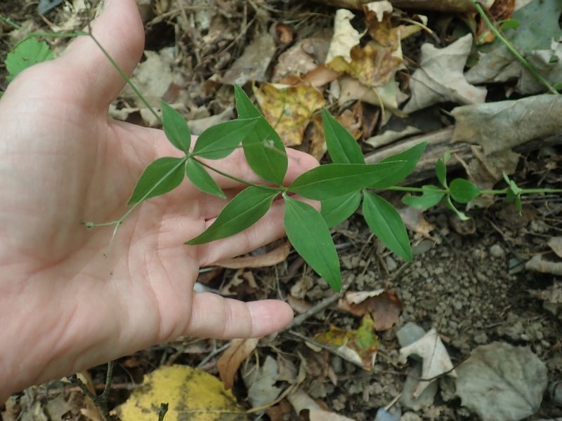 Trichogalium lanceolatum, photographed by Lynn Harper