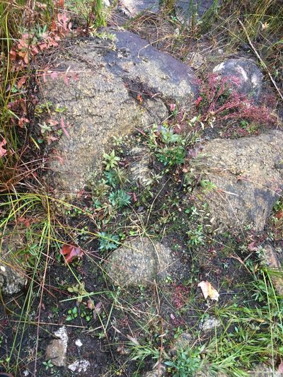 Fossombronia foveolata, photographed by Étienne Lacroix-Carignan