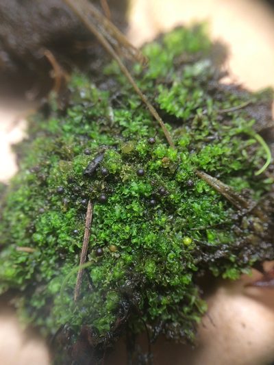 Fossombronia foveolata, photographed by Étienne Lacroix-Carignan